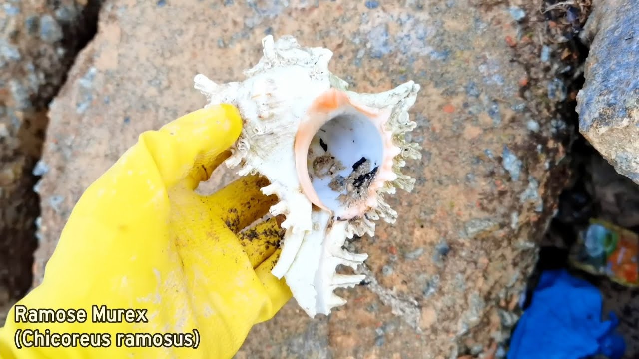 Shelling Episode 11 My First Corrugated Jewel Box, Lynx Cowrie