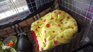 Tour Of Erins Ark Pet Room