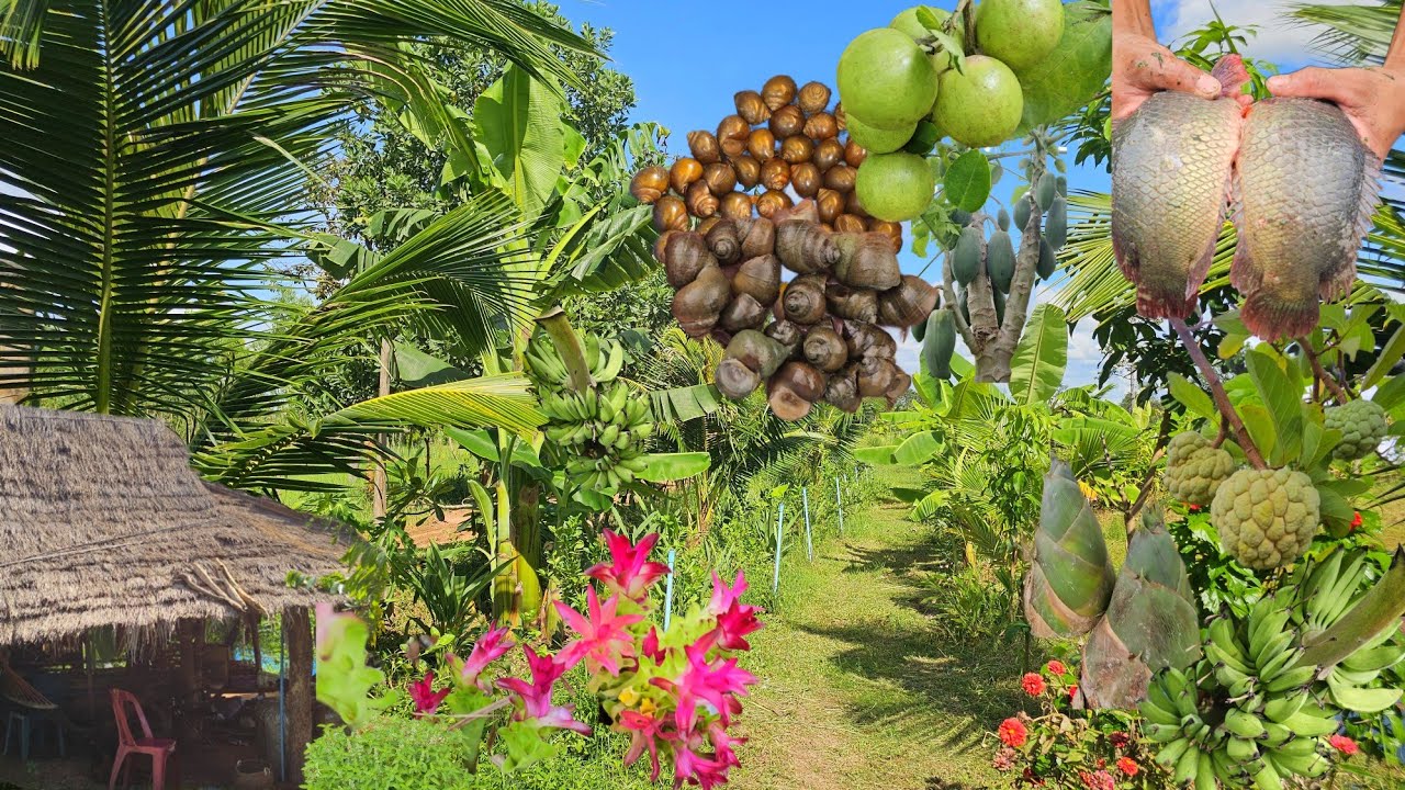 สวนผสมผสาน3ปีปลูกพืชเลี้ยงสัตว์!!ปลูกไม้ผลระยะสั้นระยะยาวชีวิตเรียบง่ายพอมีอยู่มีกิน