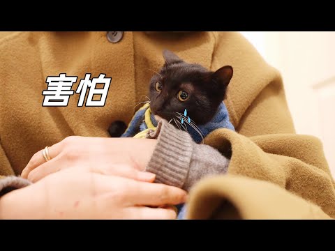 Video: Mačka s problemima s litterboxom? Ne krivi još Kitty