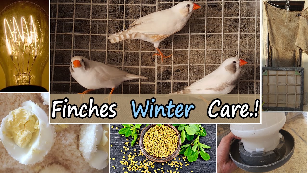 Zebra Finches Winter Care Tips Zebra Finch ko sardi sy kesy bachayn