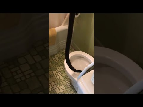 Snake in the Toilet || ViralHog