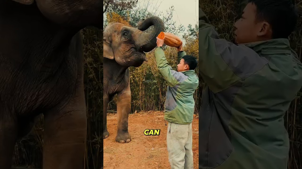 😱‼️Странное поведение слона 