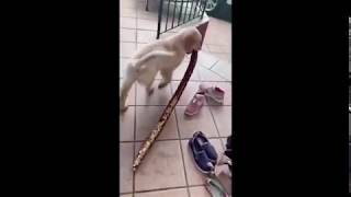 The Adventures Of Baby Lex