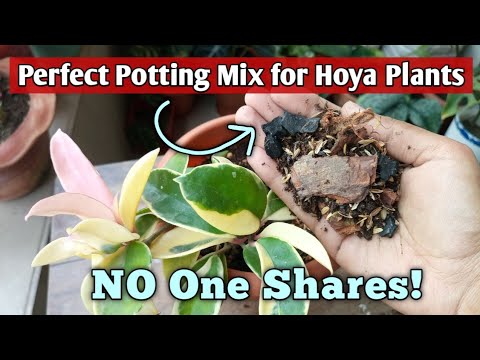 Hoya Plant Care Potting Mix All I Do To Make Potting Mix For Hoya Plants