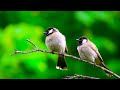 Peaceful Relaxing Music - Stress Relief Music, Beautiful Relaxing Music, Positive Energy, Meditation