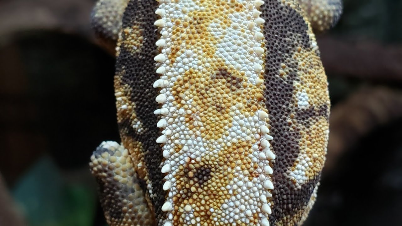 camera iphone 8 plus apk Crested gecko Unboxing!(Breeder Bundle!!)