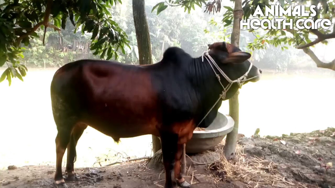 pakistani small cow || Red cow from pakistani || বাংলাদেশে আসা