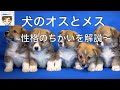 【獣医がおしえる】犬のオスとメス　〜性格のちがいを解説！〜