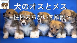 【獣医がおしえる】犬のオスとメス　〜性格のちがいを解説！〜