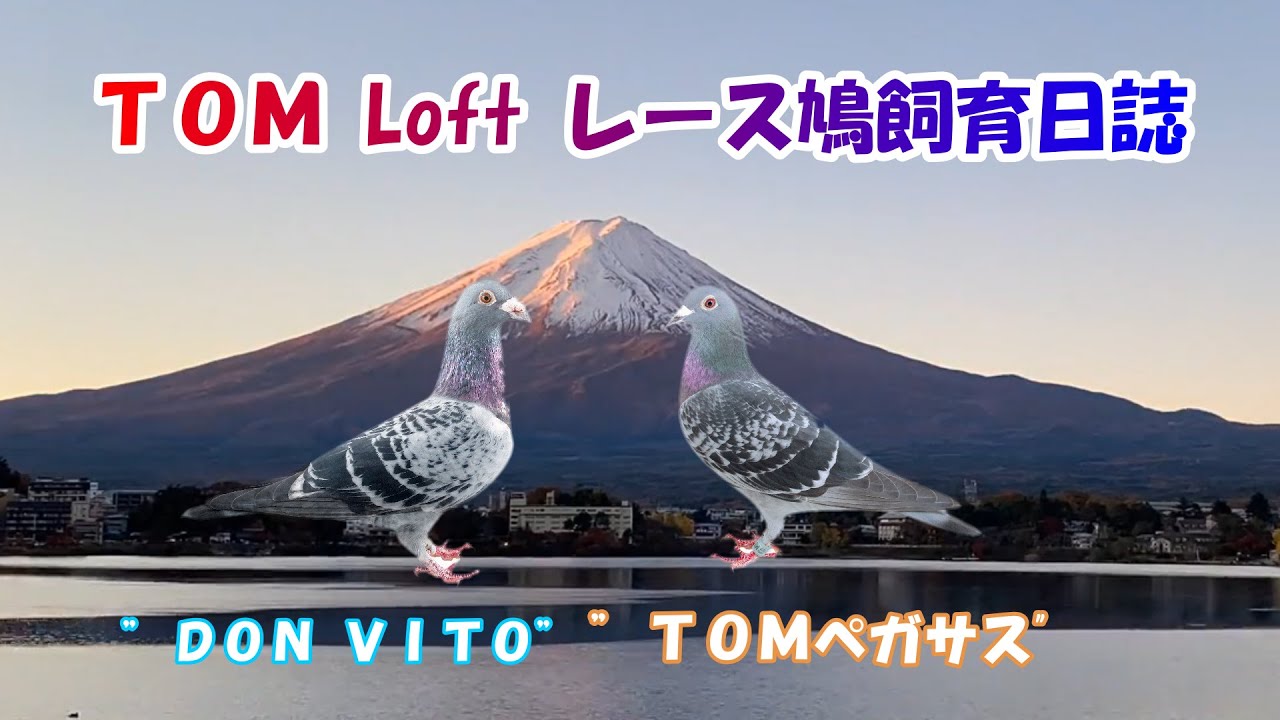 24 11 05（火）嘔吐3日目の鳩達 - YouTube