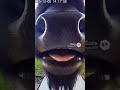 “Buffalo Says ‘Meow’? Caught on CCTV!#WeirdAnimals#ViralVideo#FYP#ForYou#MustWatch#AbsurdComedy