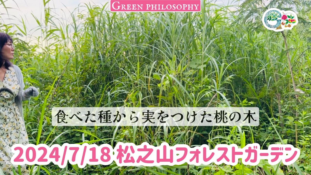 食べた種から実をつけた桃の木 - YouTube