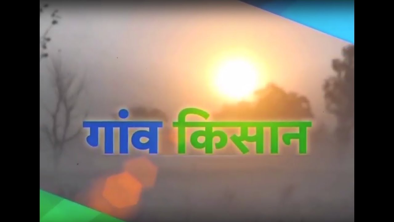 Gaon Kisan - Mushroom Farming & Cattle Feed special dairy cow