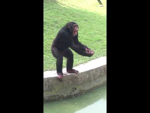 Vídeo: Descrição e fotos do jardim zoológico (Zoológico de Calcutá) - Índia: Calcutá