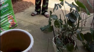 House Plant Repot Tutorial and Update #houseplants #planttutorial #repotplants