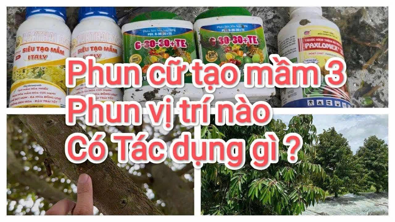 Phun cữ tạo mầm 3 trên vườn nhà xử lí đâu riêng nghịch vụ tháng 7