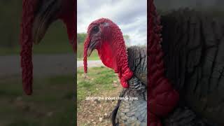 Tommy’s SNOOD changes size based on his mood#themoreyouknow💫 #snood  #petturkey #turkey