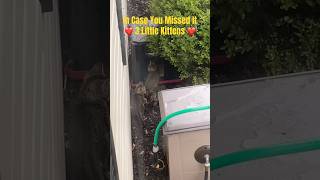 #kitten #kittens #kitty #cat #cats #catvideos #catshorts #catlife #shorts #shortvideo #youtubeshorts