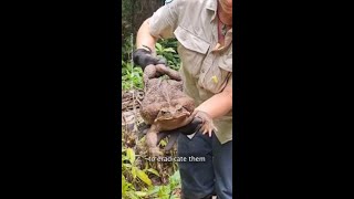 Millions of cane toads take over Queensland