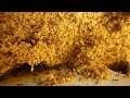 High activity at night in my Pheidologeton diversus basin