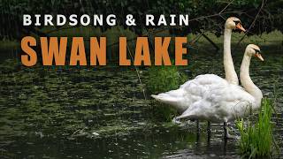 Relaxing Swan Lake - Rain, Wind & Forest Birdsong (53 Min Nature Sounds) screenshot 2