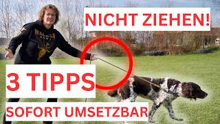 💥🐶 Leinenführigkeit beim Hund 👉 Diese 3 Fehler machst DU garantiert! 🐶💥✔️