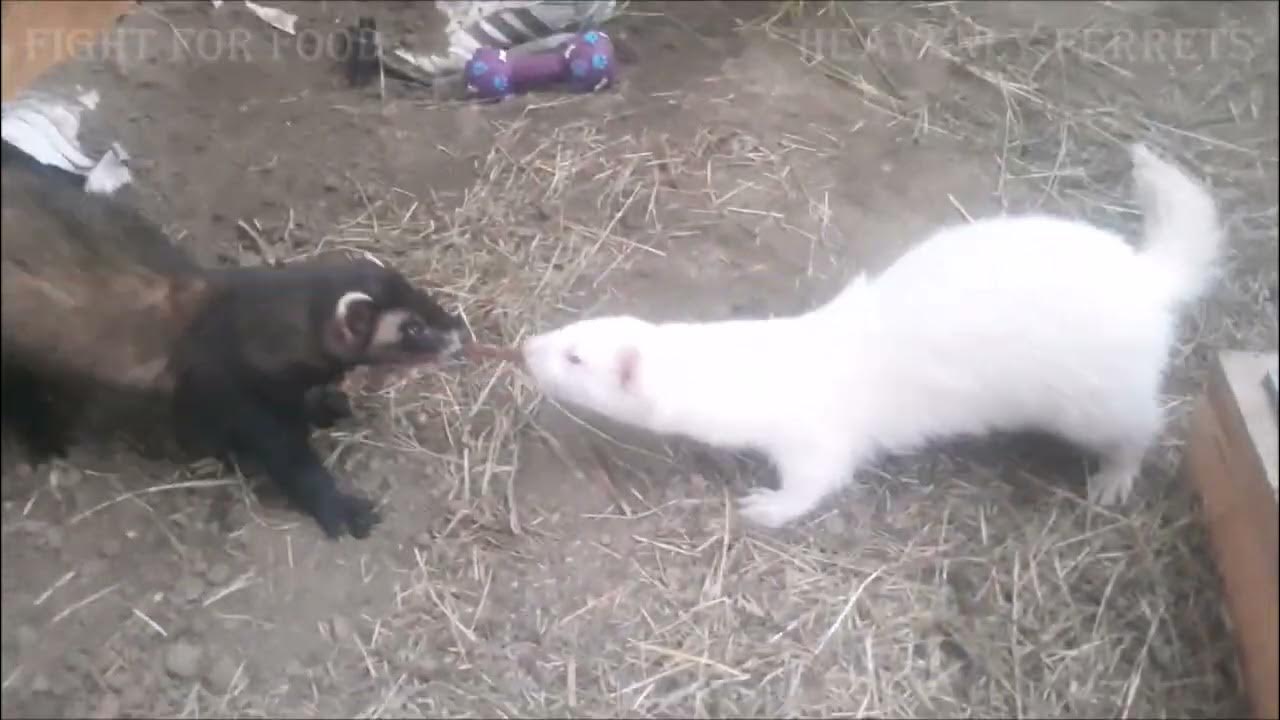 Funny Ferret Fight For Food 45 My best friend Norris The story of
