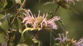 Researchers Work to Save the Honeybee - America's Heartland