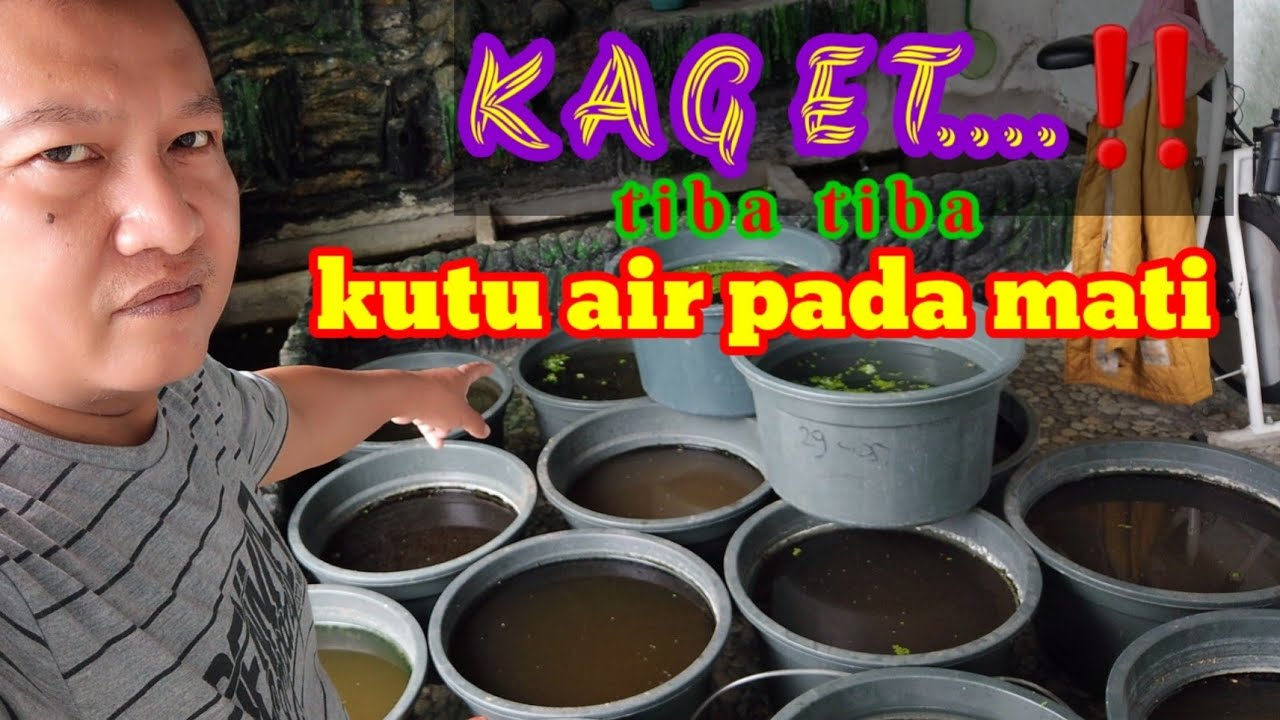 kutu air di bak kultur pada mati gara gara lakukan ini...❓❓
