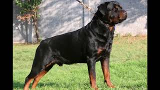 rottweiler dog big