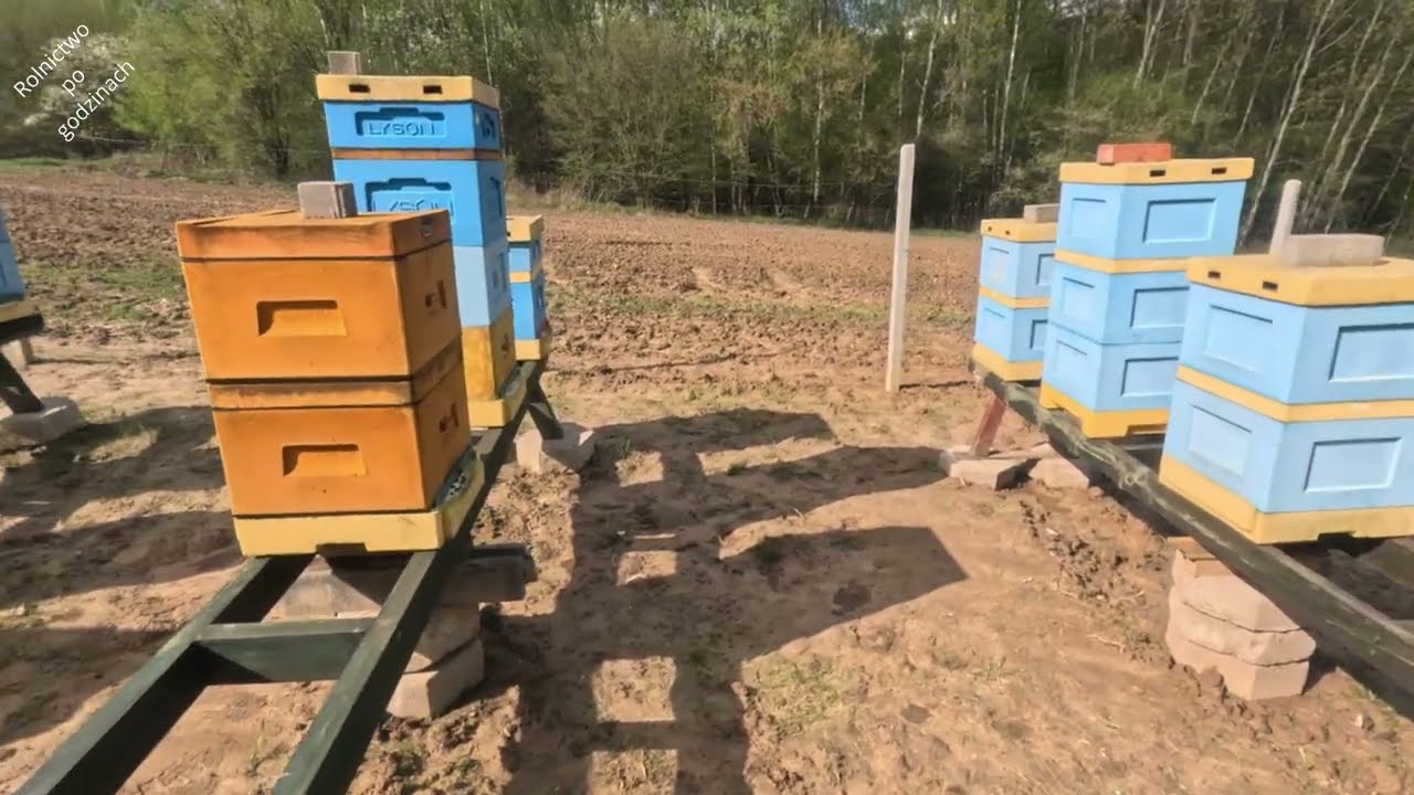 Wiosna w pasiece. Co dzisiaj będziemy robić? 19 kwietnia w pasiece.