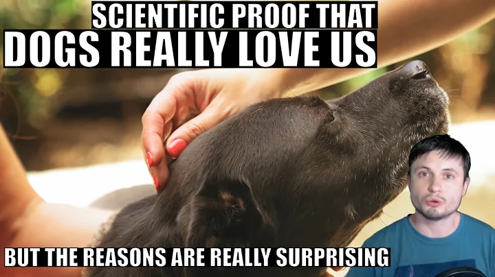 Science Proves Dogs Really Love Us But For a Surpr...