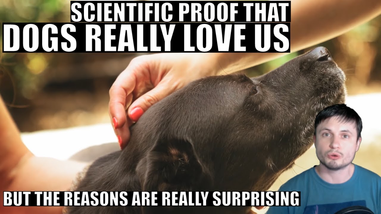 do dogs really love us