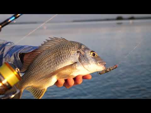 Daiwa Revros LT - BCF - YouTube