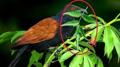 Đi tìm cây thuốc mà chim bìm bịp mẹ mang về đắp cho chim non lành xương