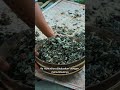 Tanaman obat nyamuk tradisional #plants