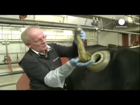 გახვრეტილი ძროხები - ფერმერების ექსპერიმენტი