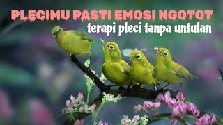 TERAPI PLECI AGAR NGALAS NGOTOT | terapi pleci tanpa untulan