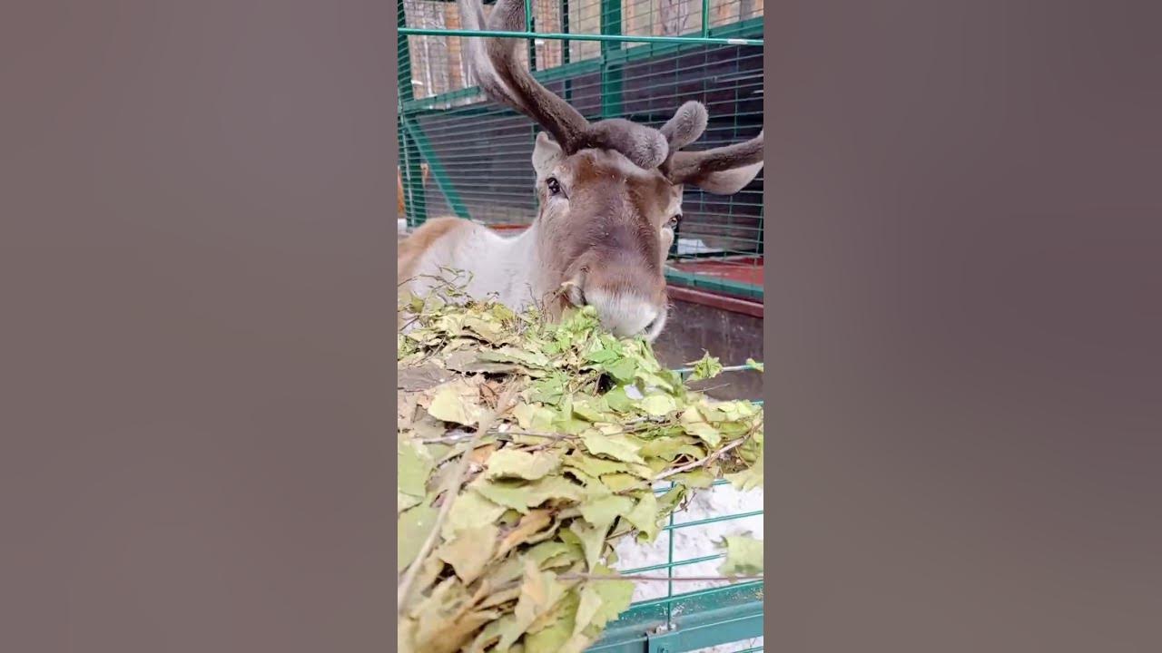Как смачно ест Олень Бархатные рога #олень #бархатныерога #леснаябратва ...
