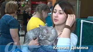 В Благовещенске проходит двухдневная выставка кошек, приуроченная ко Дню защитника ... В Благовещенске проходит двухдневная выставка кошек, приуроченная ко Дню защитника ...
