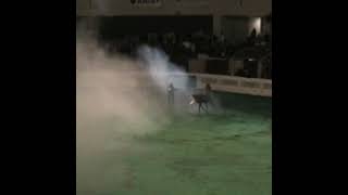 2004 US Arabian National Championships Junior Mares Entrance Smoke Green Sawdust