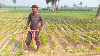 How to Irrigation in beens | কি ভাবে বীনস এ জল সেচ করা হয়