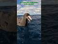 The Giant Petrel The Bird That Feasts on Death mp3