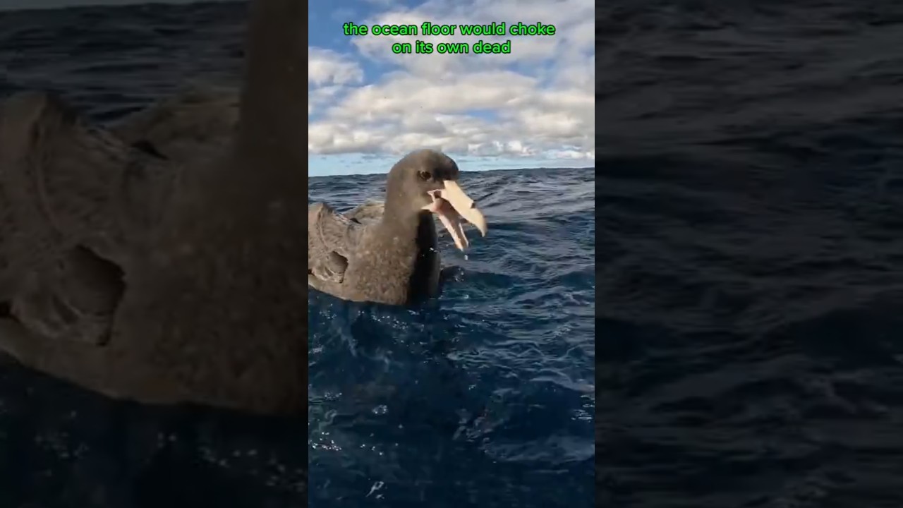 The Giant Petrel – The Bird That Feasts on Death