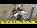 Kırma Tavukçuluk Yapmak.!Kümesin Son Durumu.!/#Tekirdağ/#Süleymanpaşa/#tavuk/#kümes