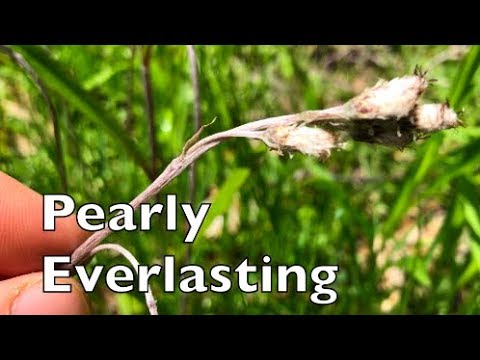 Video: Care Of Pearly Everlasting - Informatie over Pearly Everlasting-gebruik