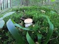 grzyby borowiki, ponownie coś się pojawiło 25.08.2020. Белый гриб mushrooms