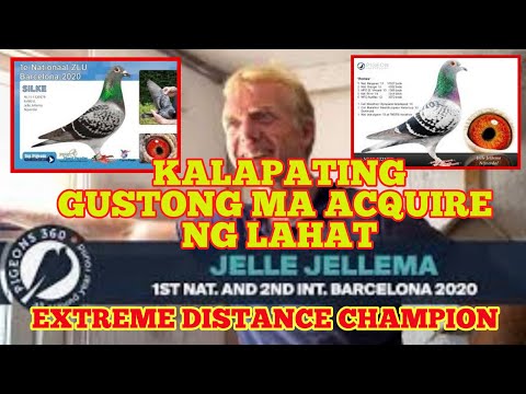 PIGEON TALK: JELLE JELLEMA LINE EXTREME DISTANCE CHAMPION ?