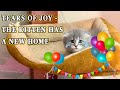 Tears of joy - Dirty Kitten John has a new home